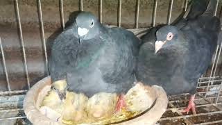 How to get more eggs amp Baby from Pigeon P  88 pigeon shorts [upl. by Ofelia906]