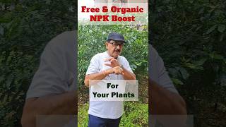 Free amp Organic NPK Boost for Your Plant  Rice Water Fertilizer [upl. by Towroy]