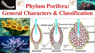 Porifera  Phylum Porifera  Porifera General characters and Classification  Sponges [upl. by Allets]