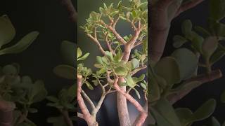 My Tall Thick Trunk Jade Bonsai Crassula Ovata [upl. by Rodger986]