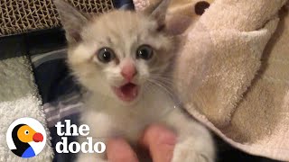 Guy Who Didn’t Like Cats Finds One Stuck In His Tire  The Dodo [upl. by Ellednek]