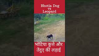 Bhotia Dog Vs Leopard  shorts viral [upl. by Aileahcim240]