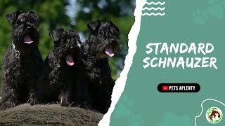 The Standard Schnauzer  A Loyal Dog Thats Loyal to You [upl. by Junko657]