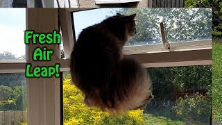 Misty the Tortie Leaps to the Open Window [upl. by Essie]