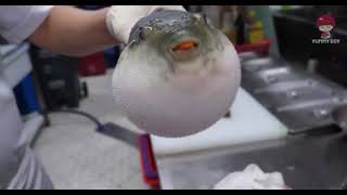 Puffer Fish Eating a Carrot Moaning  PufferFish eating a Carrot Video [upl. by Christabella]