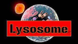 Lysosome Suicide Bag  Structure amp Function in an Easy wayppt [upl. by Ayek424]