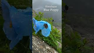 Himalayan Blue Poppy Meconopsis Betonicifolia [upl. by Anomer]