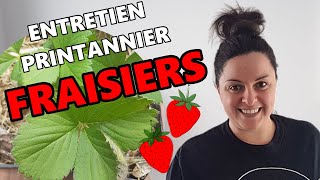 Multiplier les FRAISIERS  Comment diviser et entretenir les plants de FRAISES au printemps [upl. by Kciregor340]