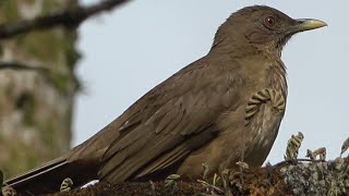 Claycolored Thrush Birds of Costa Rica [upl. by Ahseeyt]