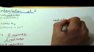 OCR A2 revision oxidative phosphorylation part 1 [upl. by Ielirol9]