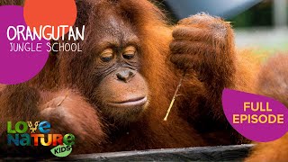 The Misfits  Orangutan Jungle School 104 [upl. by Nauqas]