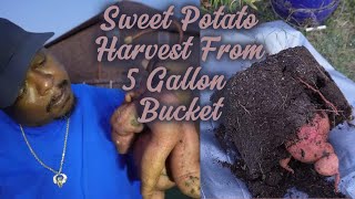 🍠🍠Sweet Potato Harvest From 5 Gallon Bucket🍠🍠 [upl. by Georges586]