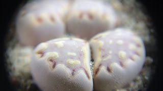 16 New Lithops For The Collection And 2 Heads On First Set Of True Leaves [upl. by Marr383]