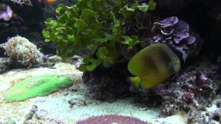 Chaetodon kleinii Kleinii butterflyfish [upl. by Rachael]