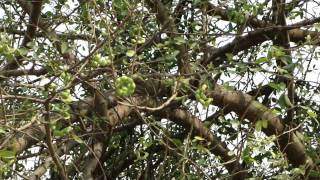 Alien Legume Trees useful for Reclamation of Saline and Alkaline Soils Part1 © Pankaj Oudhia [upl. by Aratahs]