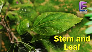 Stem And Leaf  Structural Morphology of Flowering plants  CBSE Class 11 Biology by Elearnin [upl. by Genie]