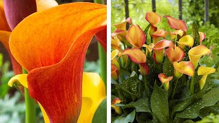 How to Grow Zantedeschia Calla Lilies Summer Garden Guide [upl. by Attenra]