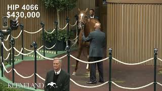 Alyeska sells 675000 at the 2024 Keeneland November Horses of Racing Age Sale [upl. by Britton651]