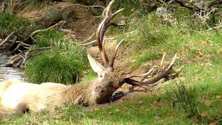 Le Brame du Cerf au Moulin de Poyaller [upl. by Nedyaj887]