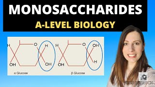 Monomers Polymers and Monosaccharides Alevel biology Biological Molecules topic [upl. by Vyner]