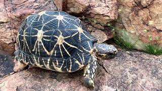 Indian Star Tortoise Life Conservation and Threats [upl. by Mcdonald260]