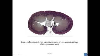 Histologie de lappareil urinaire 1 [upl. by Nagiam]