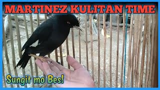 MARTINEZ PLAY AND FUN TIME talking and whistling KULITAN with MARTINEZ BIRD TALKING Gigil sila [upl. by Haye]