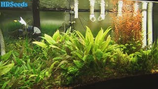 ⟹ 10 year old 75 Gallon fish tank  Planted walstad method fish tank maintenance 2019 [upl. by Ellecrad]