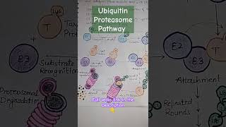 Ubiquitin Proteasome Pathway Shorts youtubeshorts shortsfeed biology csirnet BioBookie [upl. by Oicaroh452]