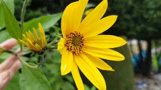 Topinambour fleurit dans mon jardin Switzerland travel suisse nature garden [upl. by Sherlocke]