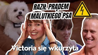 Psychotyczny pies czy agresywny właściciel Obroża elektryczna na maltańczyku  Commentary [upl. by Say797]