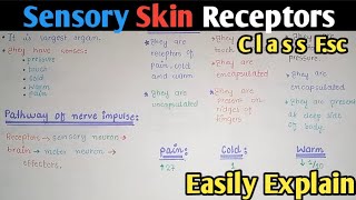 Skin Receptors Free Nerve Ending Meissner And Pacinian Receptors Fully Explained [upl. by Nillok]