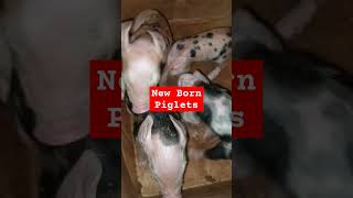 Cute New Born Piglets trending piglets newborn pangkabuhayan ytshorts shortsviral [upl. by Wynnie]