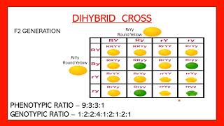 Dihybrid cross easy  Phenotypic and genotypic ratio of dihybrid cross  Heredity and evolution [upl. by Tisbee745]