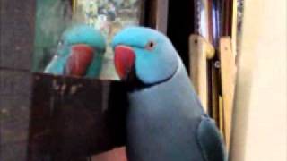 Puck The Talking Parrot [upl. by Annabelle]