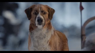 Pudsey The Dog The Movie  Hes Got The Love Vertigo Films HD [upl. by Scevour159]