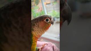 Melodic conure Cute conure parrot practice its singing skills  conure sound [upl. by Venterea232]