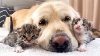 How the Golden Retriever and New Tiny Kittens Became Best Friends Cutest Compilation [upl. by Ennairod]