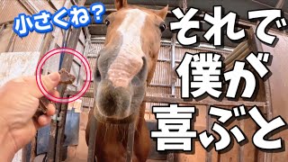 なにそれ…食えんの？小さくて甘〜い黒糖を初めて見た時の馬の反応がヤバすぎました。【ツルマルボーイ様のシモベ】 [upl. by Iva]