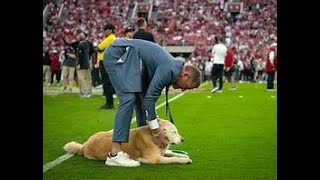 KIRK HERBSTREIT’S DOG MAKES A HEARTWARMING TV DEBUT [upl. by Nnylkoorb536]