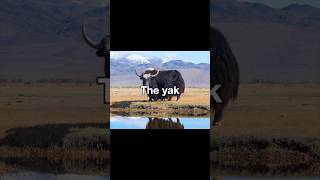 Pic of the day The yak [upl. by Nyraa742]