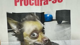 PEGADINHA PERDIR MEU CACHORRO [upl. by Ranice6]