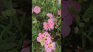 RockroseCistus sps shrub pink papery flowers flora of Seattle US [upl. by Tobi]