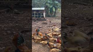 ASMR Chicken Feeding in the Forest  Rural Life Sounds  Relaxing Nature Farm Feeding [upl. by Schmidt]