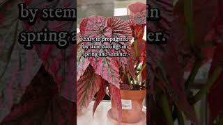 Begonia brevirimosa  Pink variegated leaves  begonias begonia [upl. by Nauwtna]