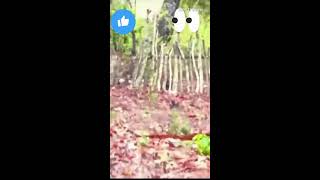 Smartness is way of life treading viral youtube RealBriggy wildlife [upl. by Notsirb]