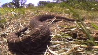 Massasauga Rattlesnake [upl. by Wakeen]