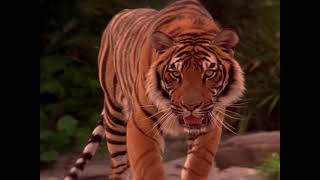 Shere Khan Jungle Book 1994 sounds [upl. by Leibarg]