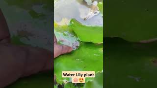 Water lily plant 🪷🤩gardening waterlily gardenplants [upl. by Saiff]