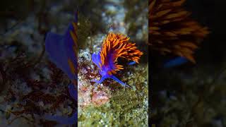 Beautiful bright colored Sea Slug shorts [upl. by Ragan737]